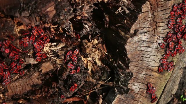 The firebug or Pyrrhocoris apterus
