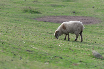 Sheep pasture