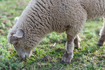 Obraz na płótnie Canvas Sheep grazing