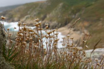 Cornwall flowers
