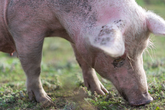 Pig eating