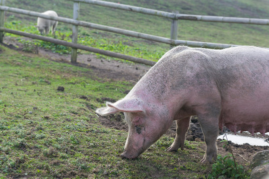 Pig eating