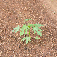 Young papaya tree growing in gardent in thailand...