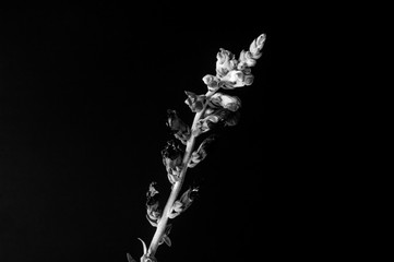 Purple Flora - Gladiolus #1