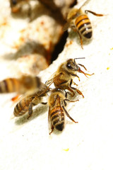 Honeybees by the entrance of a beehive macro