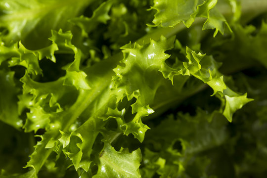 Raw Green Organic Endive Salad