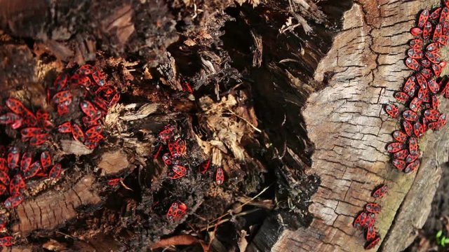 The firebug or Pyrrhocoris apterus