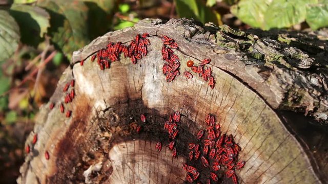 The firebug or Pyrrhocoris apterus