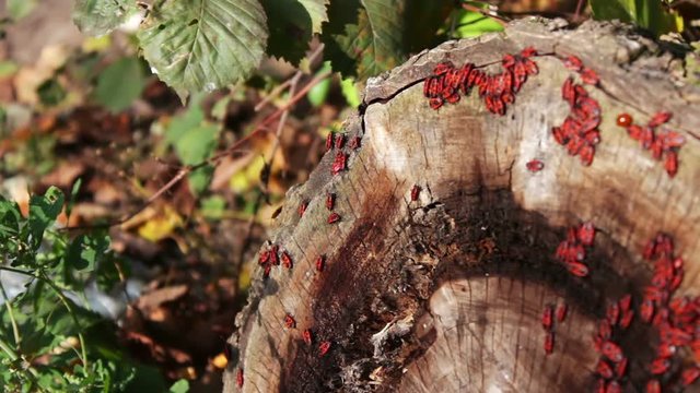 The firebug or Pyrrhocoris apterus