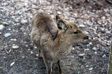 Sika deer in Nara, Japan