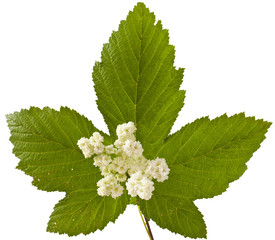 Meadowsweet flowers and leaves on white. Filipendula ulmaria