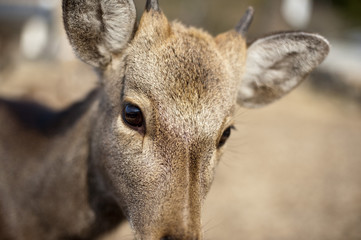 Inquisitve Nara deer