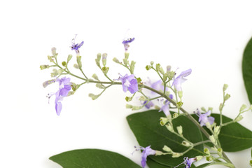 Five-leaved chaste tree, Chinese chaste, Indian private, Negundo chestnut (Vitex trifolia Linn.), Plants, flower and herbs have medicinal properties.