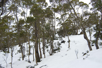 snowy winter gums