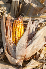 Fallen Corn