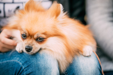 Close up portrait of young Red Pomeranian Spitz  Small Dog
