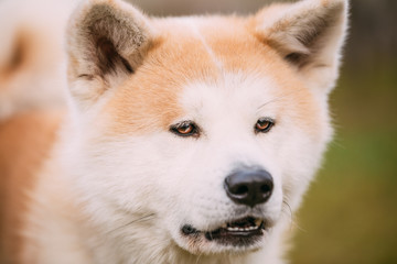 Akita Dog or Akita Inu, Japanese Akita Outdoor. Close Up
