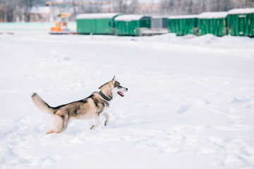 Young Husky Dog Play, Run Outdoor In Snow, Winter