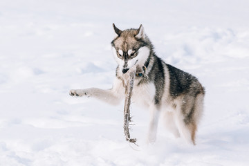 Young Husky Dog Play Outdoor In Snow, Winter