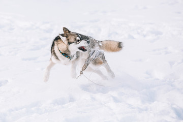 Fototapeta na wymiar Young Husky Dog Play, Run Outdoor In Snow, Winter