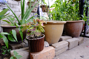 colorful coleus and green plant in seramic pot