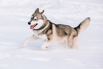 Young Husky Dog Play, Run Outdoor In Snow, Winter