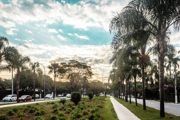 Obraz premium Brazilian Streets Full of Tropical Trees in San Paulo (Sao Paulo)