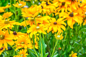 Background of many yellow daisy flowers with white heads in grass 