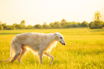 Obraz na płótnie Canvas White Russian Dog, Borzoi Walking Running In Summer Sunset Sunri