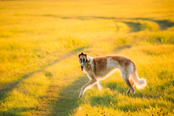 Russian Dog, Borzoi Running In Summer Sunset Sunrise Meadow Or F