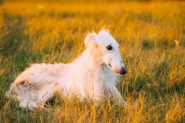 Obraz na płótnie Canvas White Gazehound Hunting Dog Sit Outdoor In Summer Meadow Green G