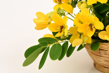 Scrambled eggs, Kalamona (Senna surattensis (Burm.f.) HSIrwin & Barneby) flowers, herbs, Thailand properties of the medicine, the leaves can be eaten as a vegetable and a sacred tree.