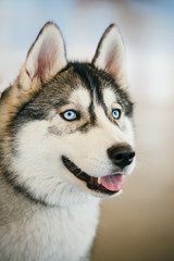 Naklejka na ściany i meble Gray Adult Siberian Husky Dog Close Up Portrait