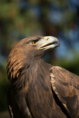 Eagle Haliaeetus albicilla on green grass background