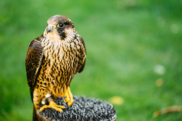 The peregrine falcon on green grass background 