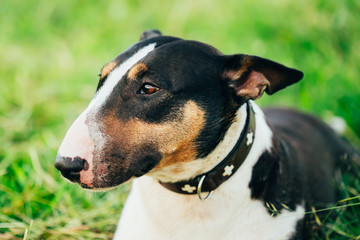 Close Pets Bull Terrier Dog Portrait At Green Grass