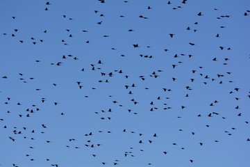Flock of Birds Flying