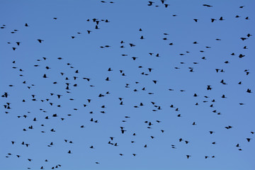 Flock of Birds Flying