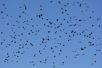 Flock of Birds Flying