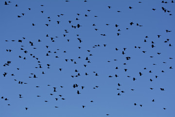 Flock of Birds Flying