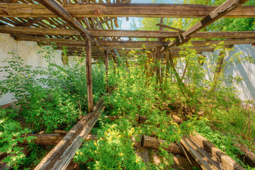 Overgrown Ruins, Consequences Of Nuclear Contamination In Evacuated