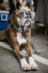 Boxer dog on leash with sad eyes lying down on asphalt and looking up