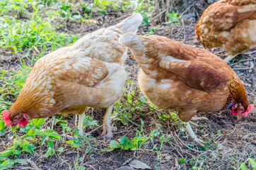Three hens digging into ground eating