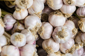 Closeup of many garlic bulbs hanging tied together