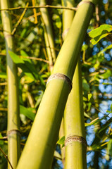 Obraz premium Vertical closeup of green bamboo stalks against sky