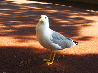 Close up of a lone seagull