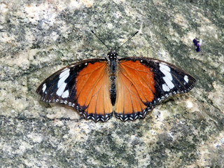 Fototapeta premium Niagara Danaid eggfly 2016