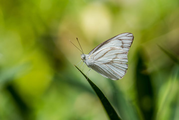 Close up of butterfly in nature.