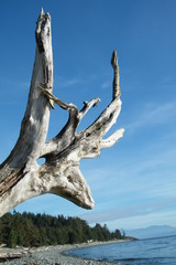 Driftwood roots resembling a deer head