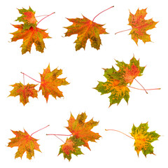 Fall leaf maple leaves set collection. Colorful autumn leaves isolated on white background.